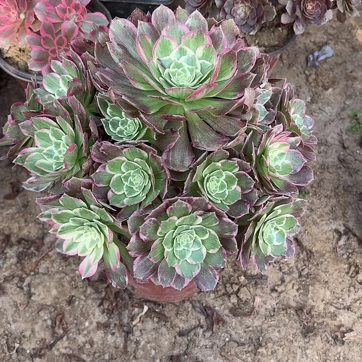 多肉植物法师万花筒4