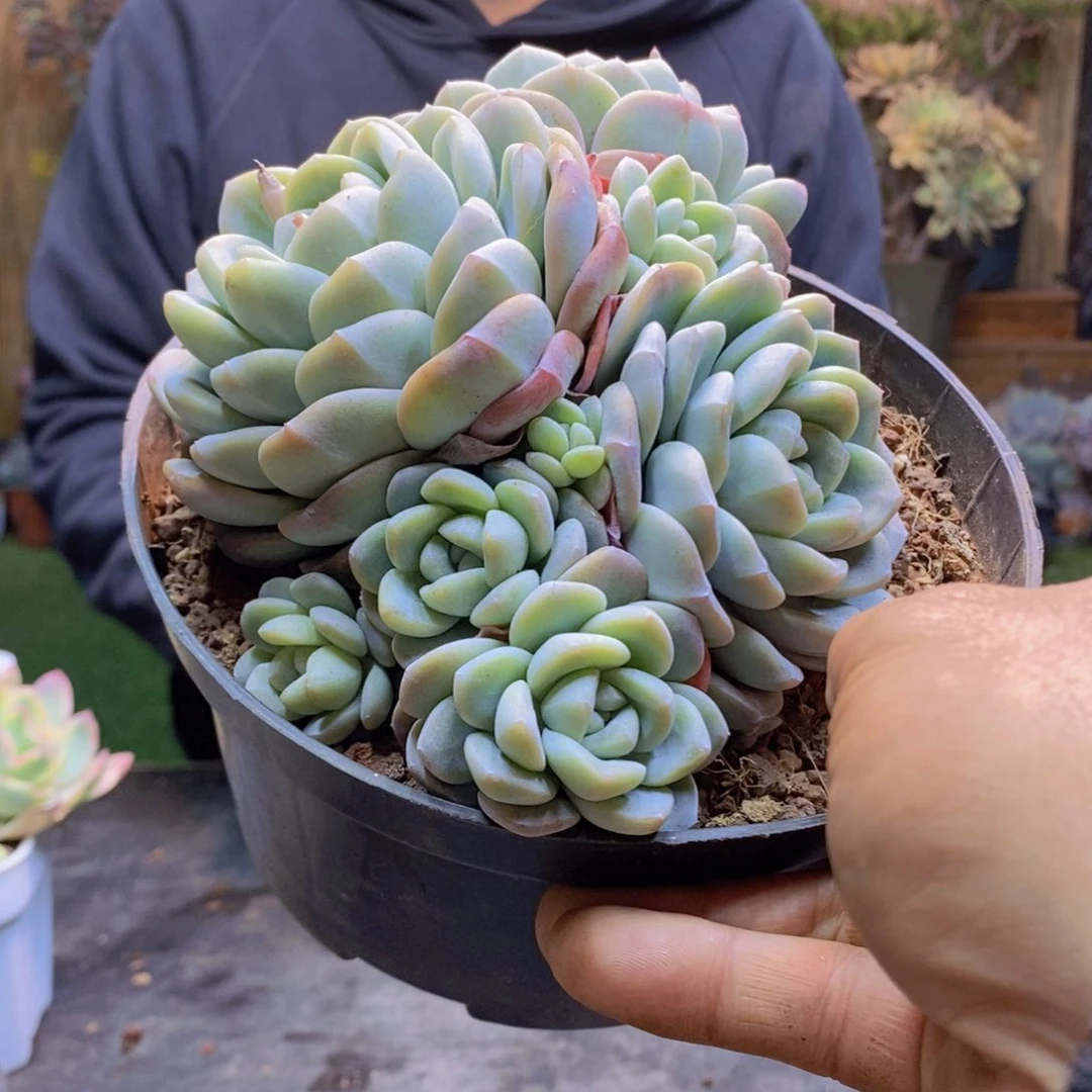 闲*人C58号冰玉群生