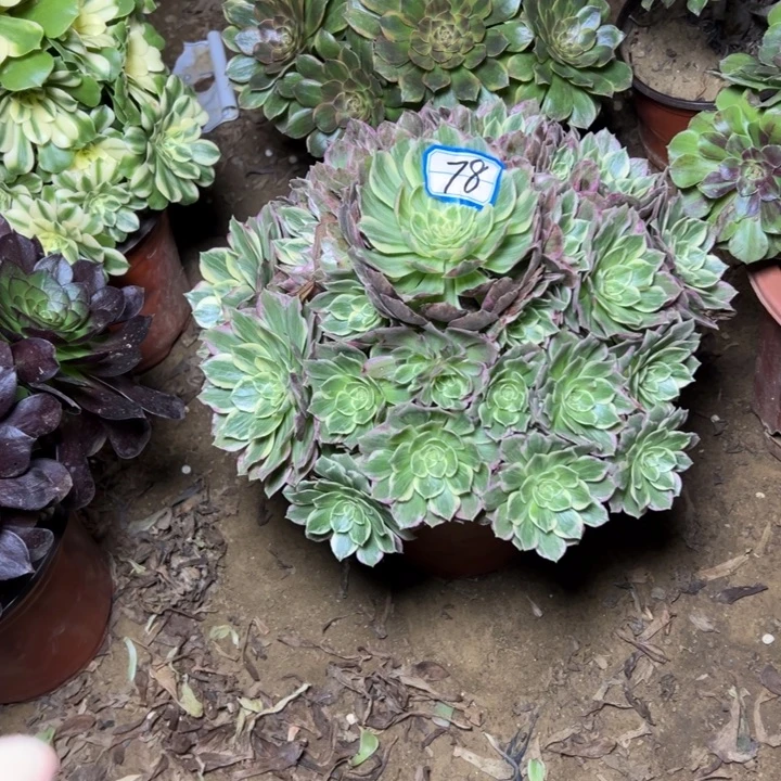多肉植物万花月78
