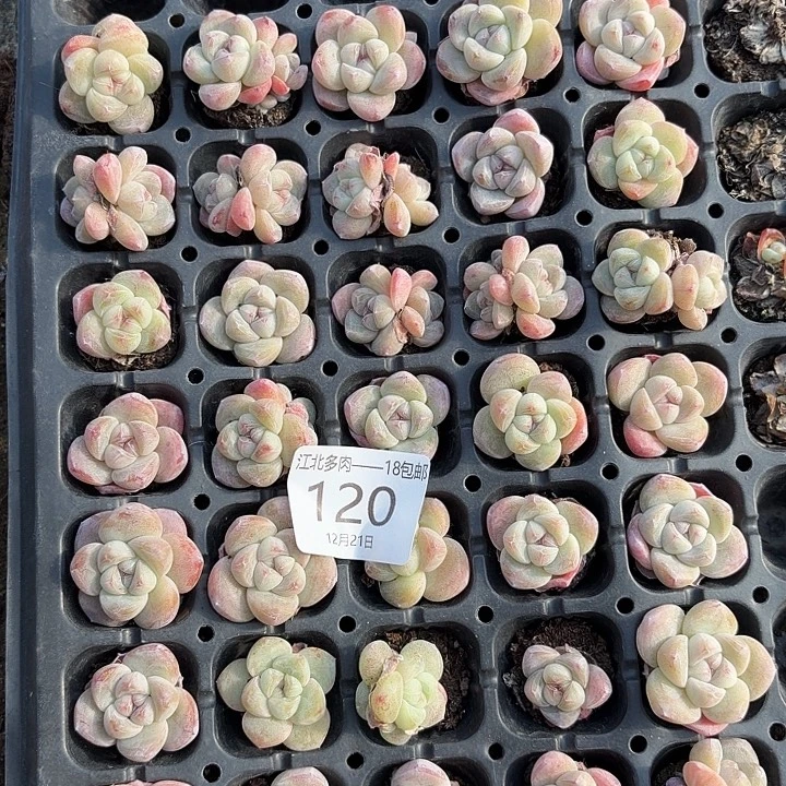 思***邪120号哈哈哈哈哈哈哈