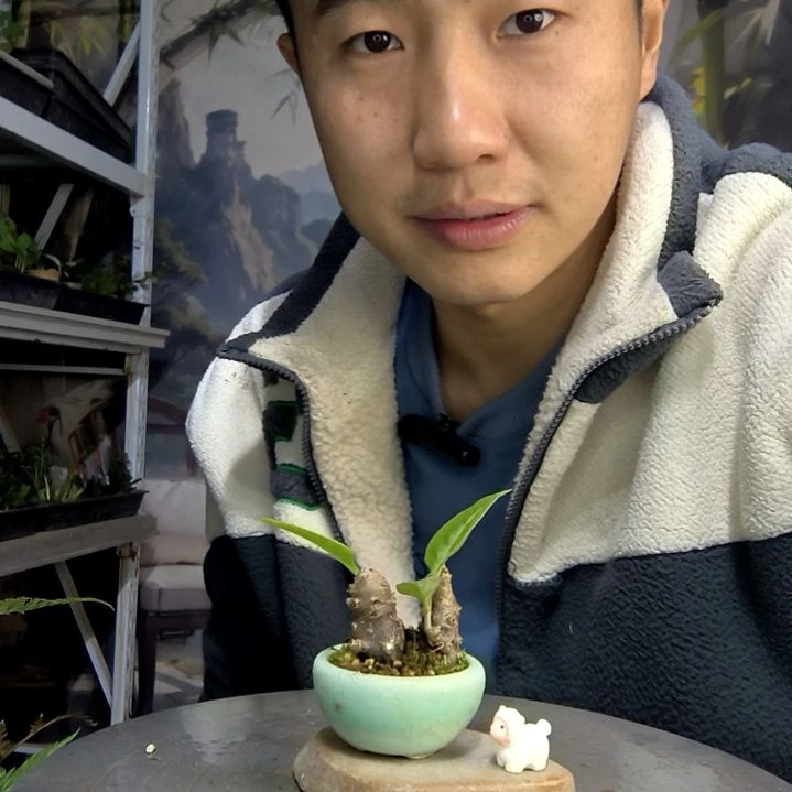 桃*酥中青园艺一物一拍39