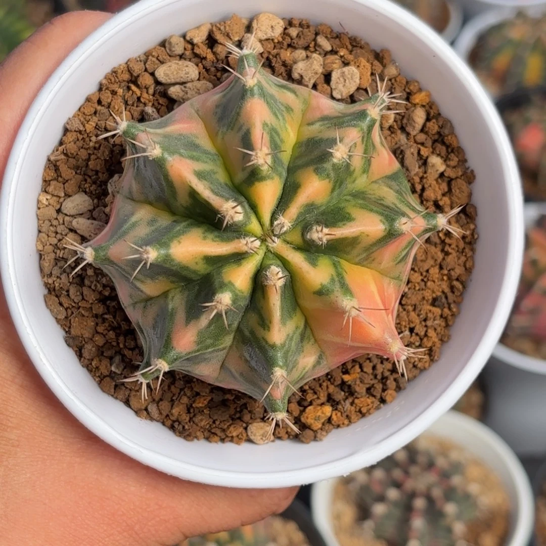 泰系实生米哈仙人球606