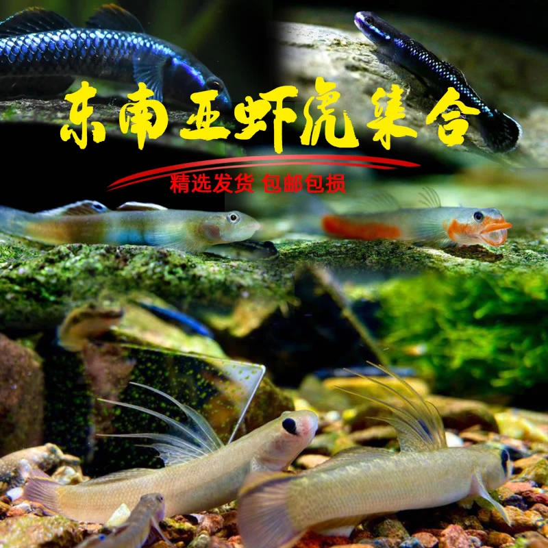 电光紫身枝桠虾虎原生虾虎鱼除藻电光清洁鱼缸冷水饲养淡水小型鱼
