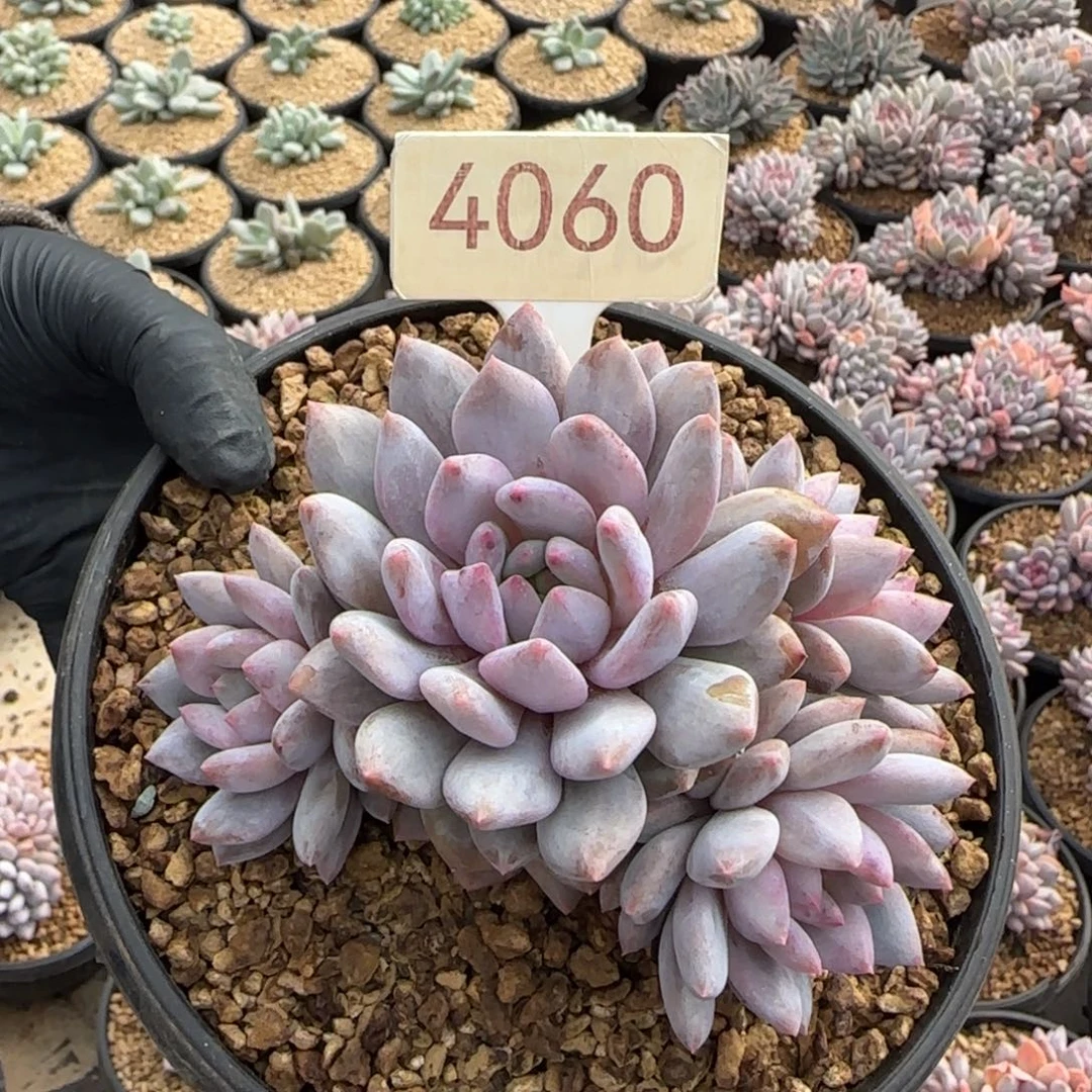 4060。      半夏四头多肉