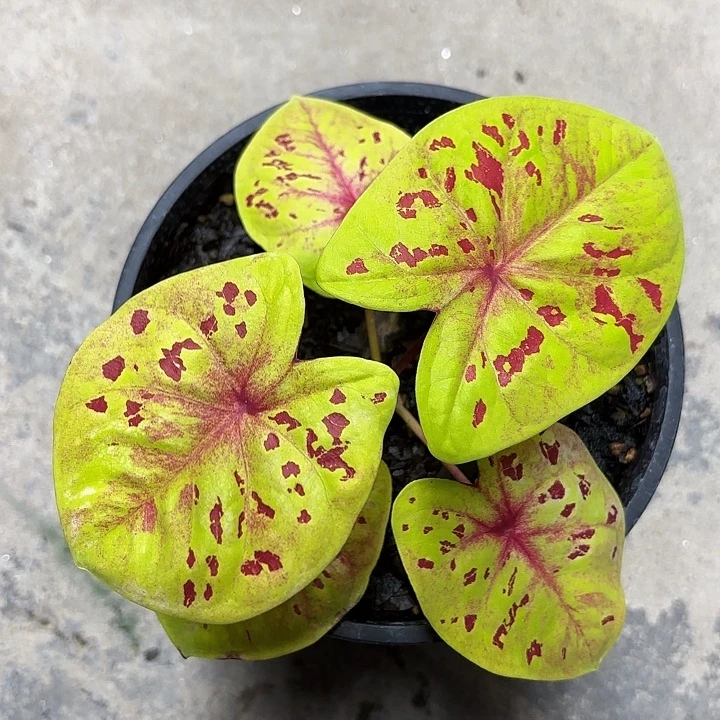 83-1102彩叶芋广东现货