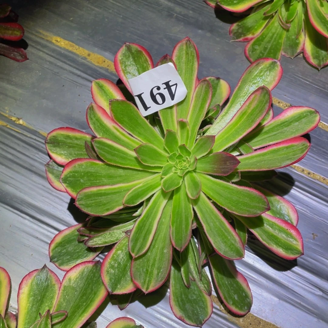 粉玉芙蓉多肉植物461