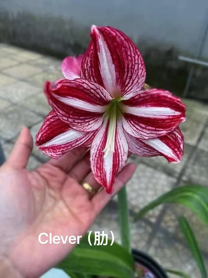 S孤挺花园 Clever（肋）裸球