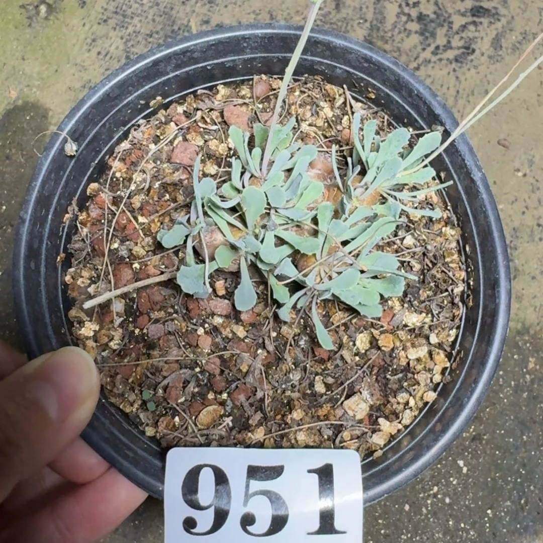 格加厚敦菊一物一拍多肉