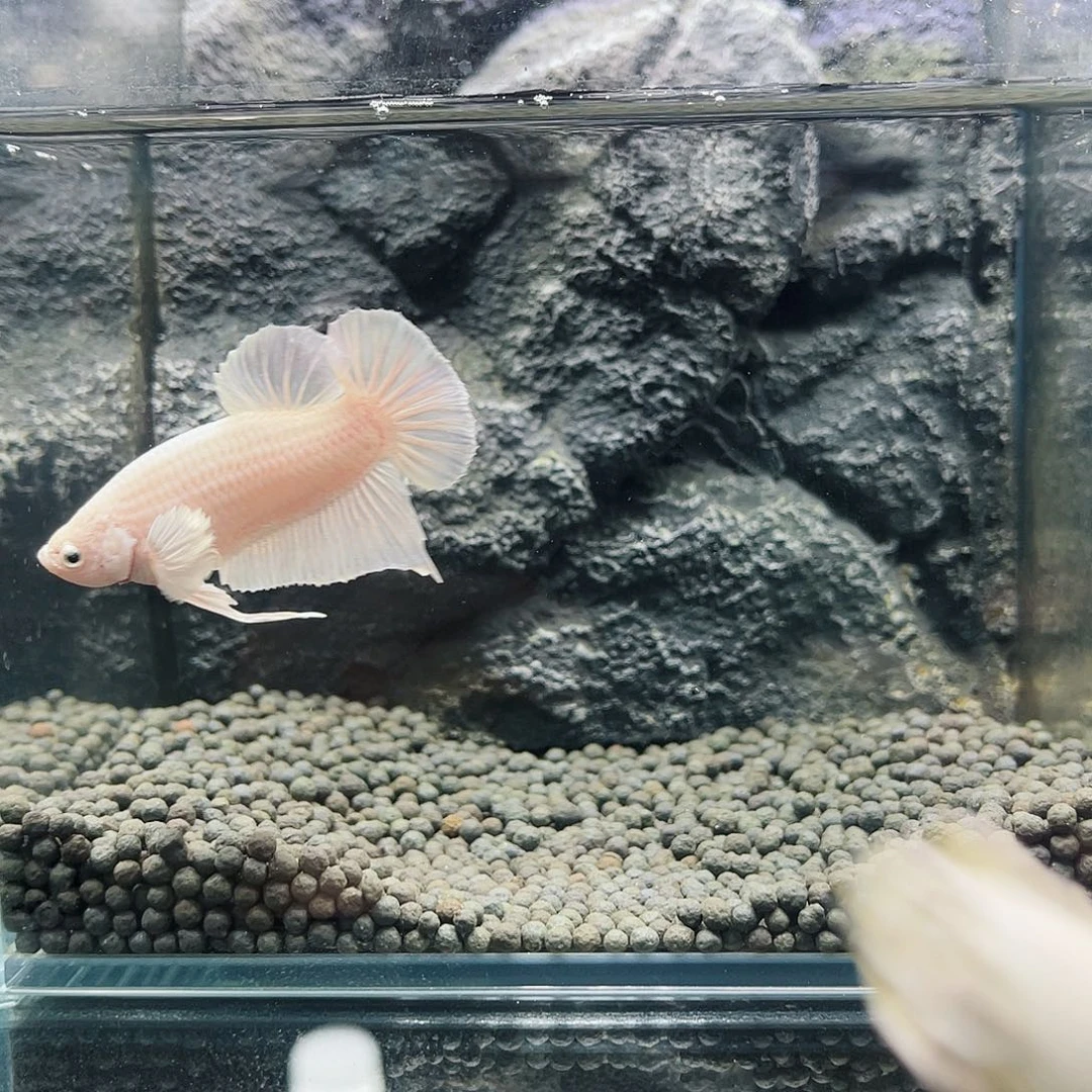 海水鱼福利巨斗将军6666