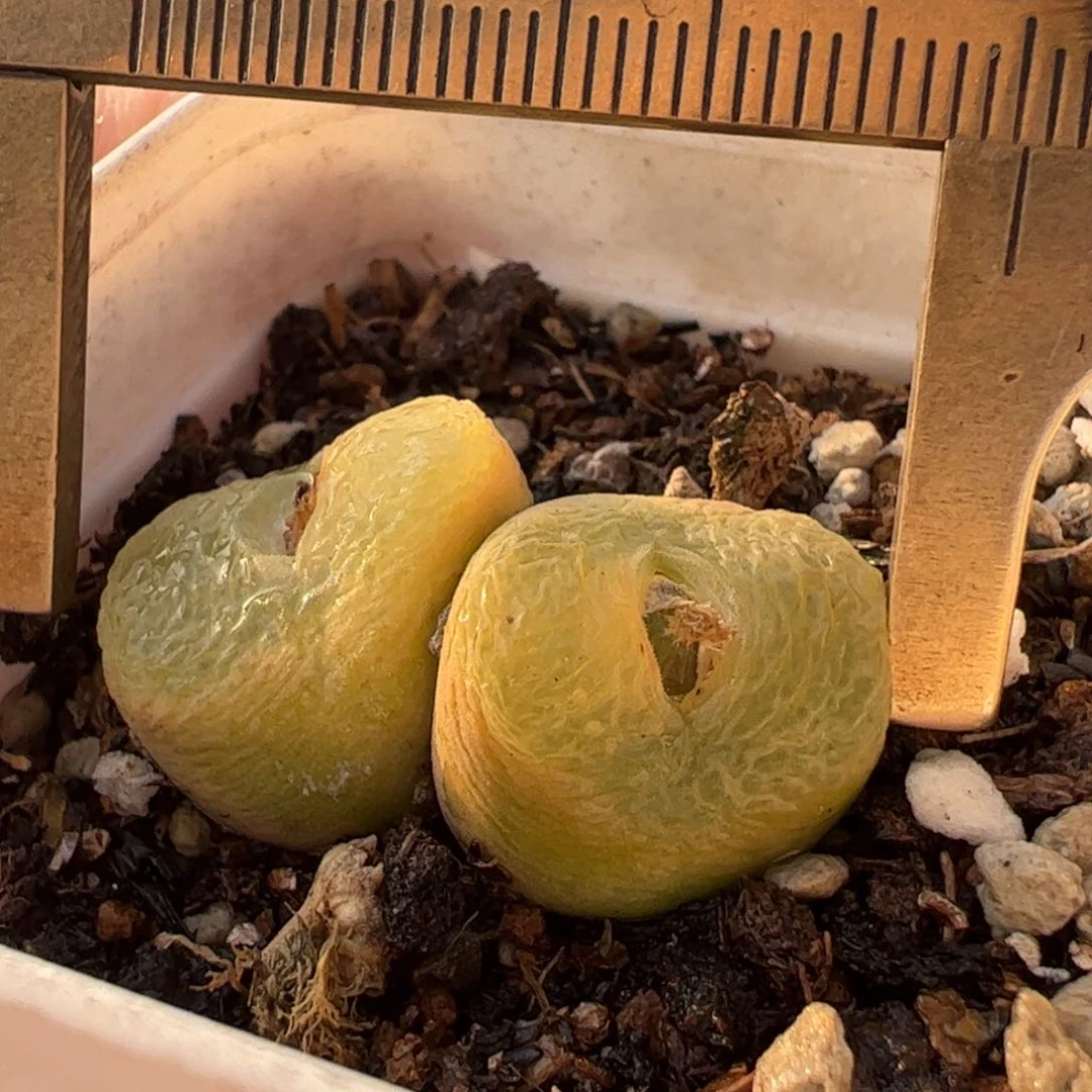 毛安贞双头多肉植物百科