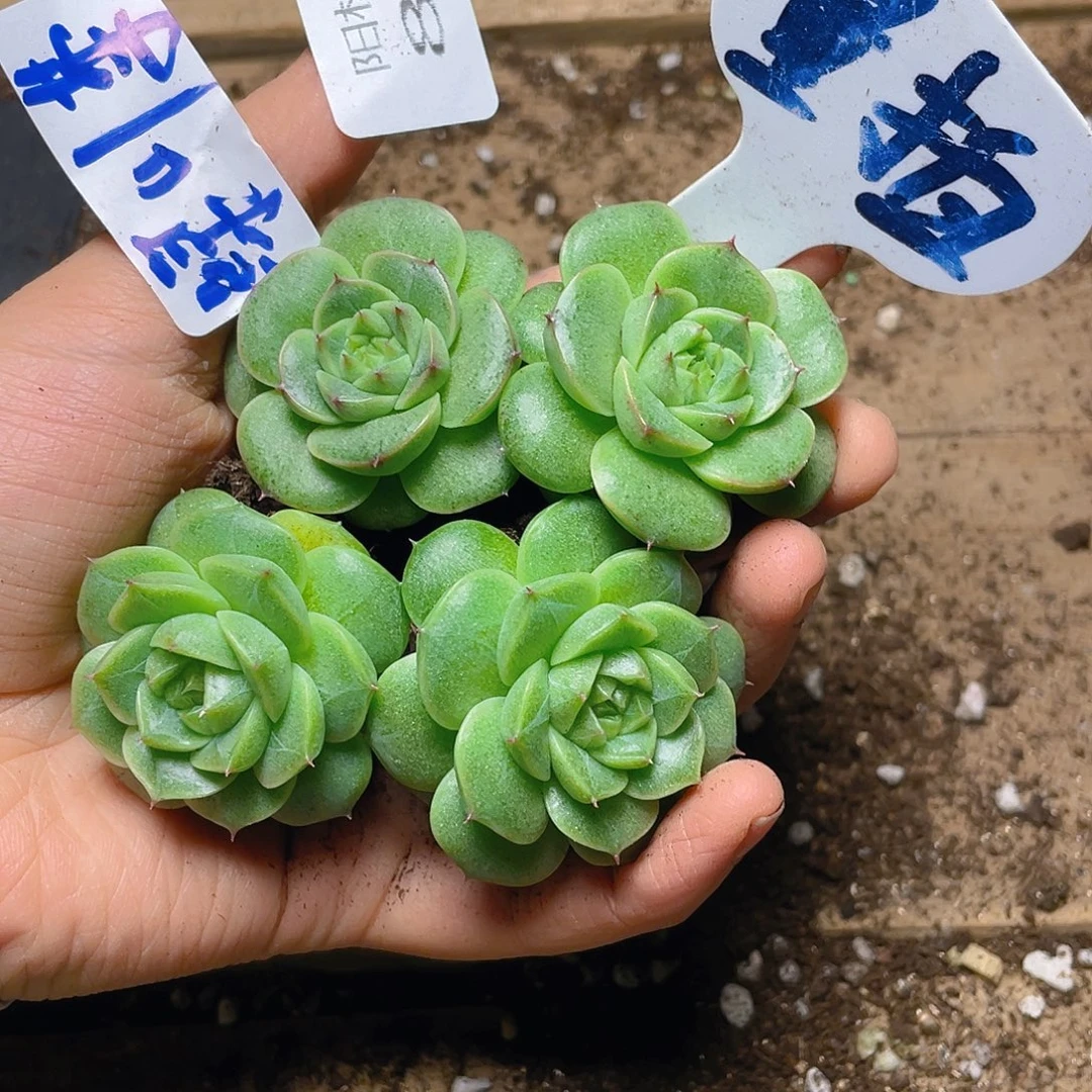 量拍多肉植物多肉植物842