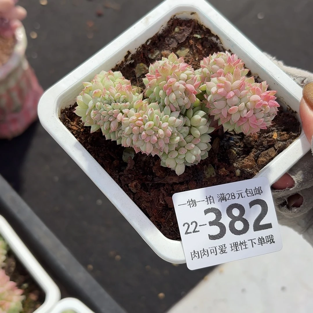 小粉梅缀化无盆土发货无