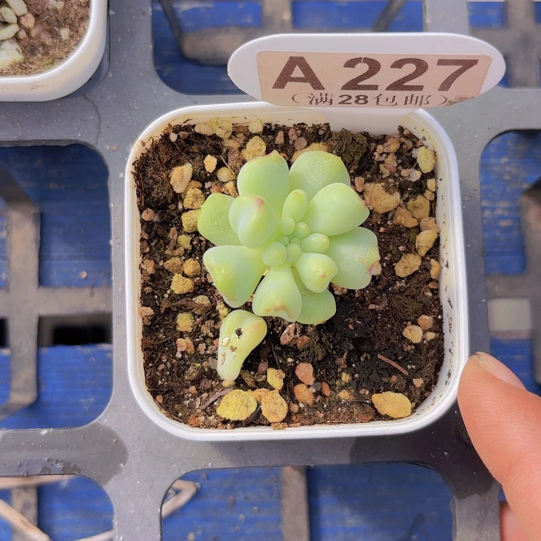 A227茉莉青提一物一拍