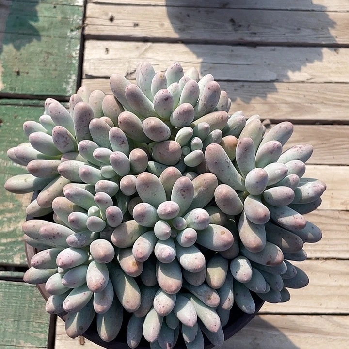 汤圆群生多肉植物