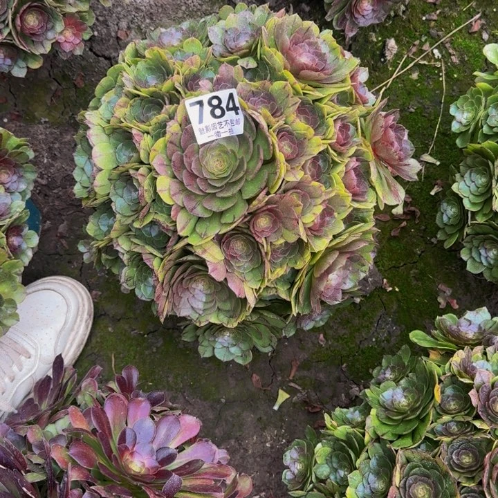 拉丝花27-40包邮花花