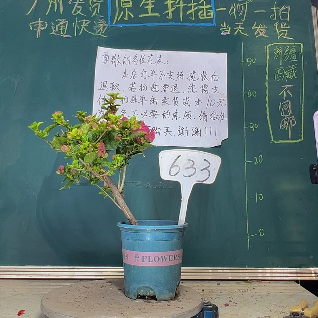 当前无花栽培后可以开花粗杆 斑叶米罗633