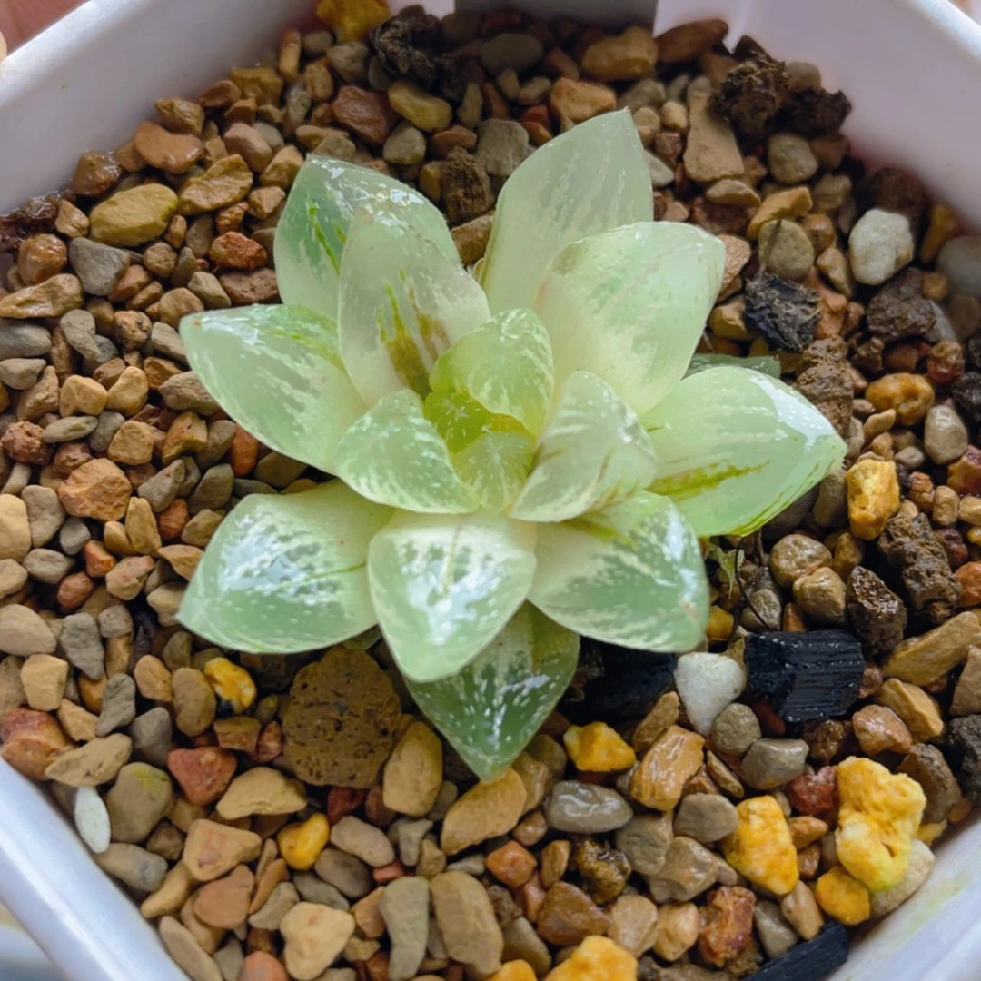 27.十二卷雪花玉露锦。