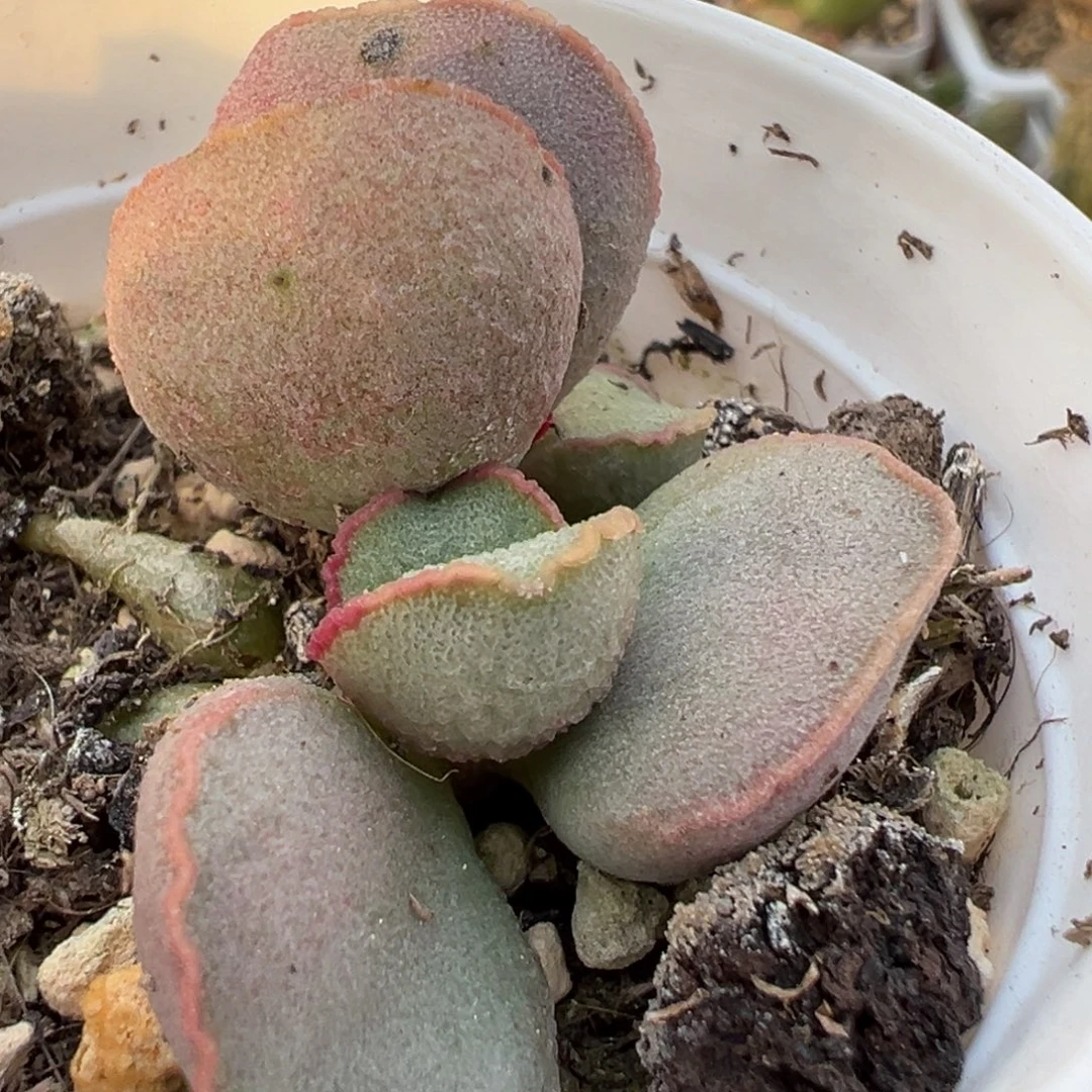 粉雪蛋多头纯木质桩多肉植物