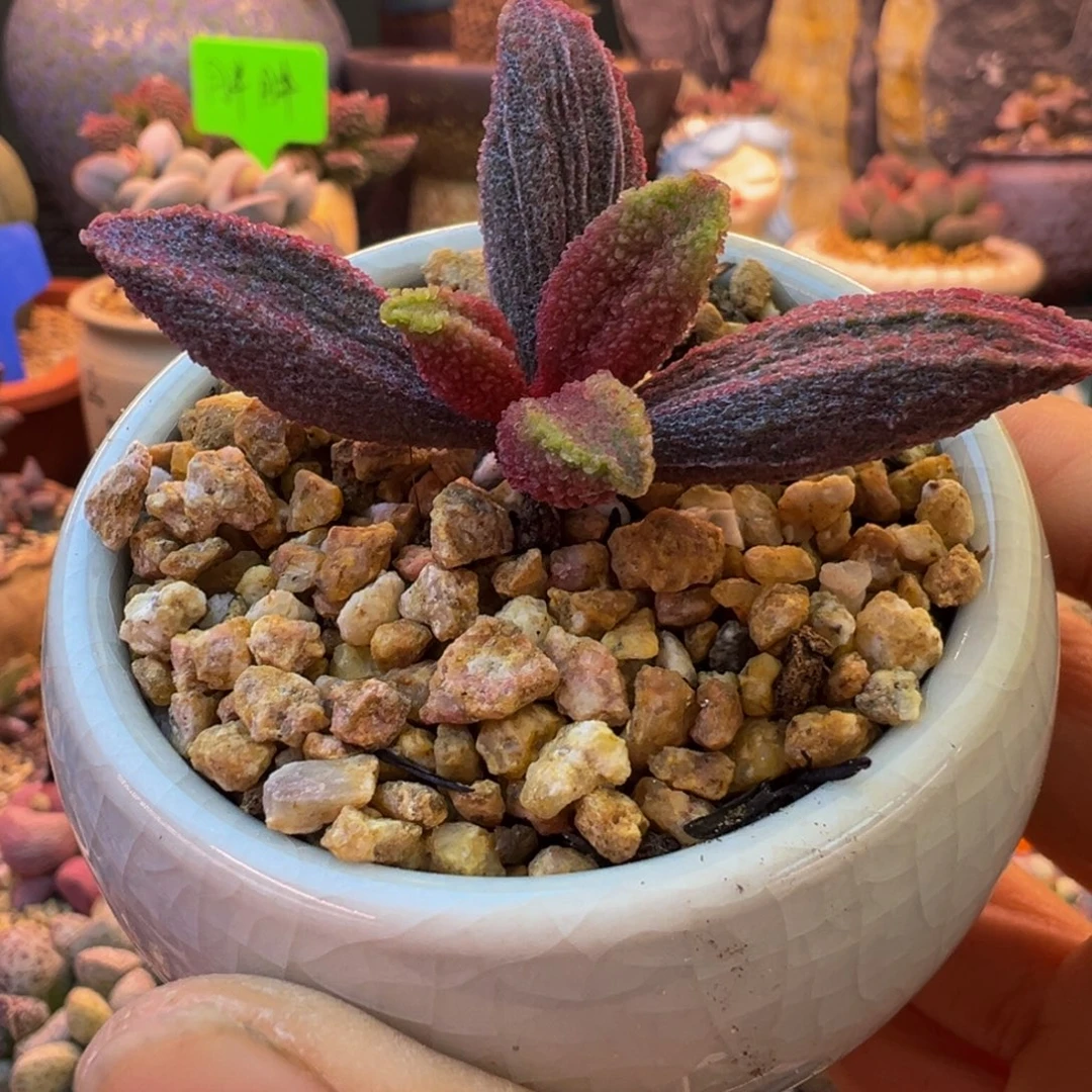 一物一拍，感谢支持