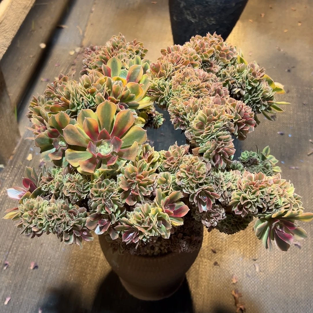 洛神缀化老桩厚板朵缀