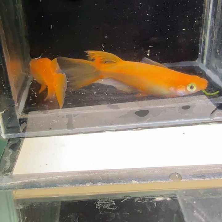 青鳉鱼一物一拍823