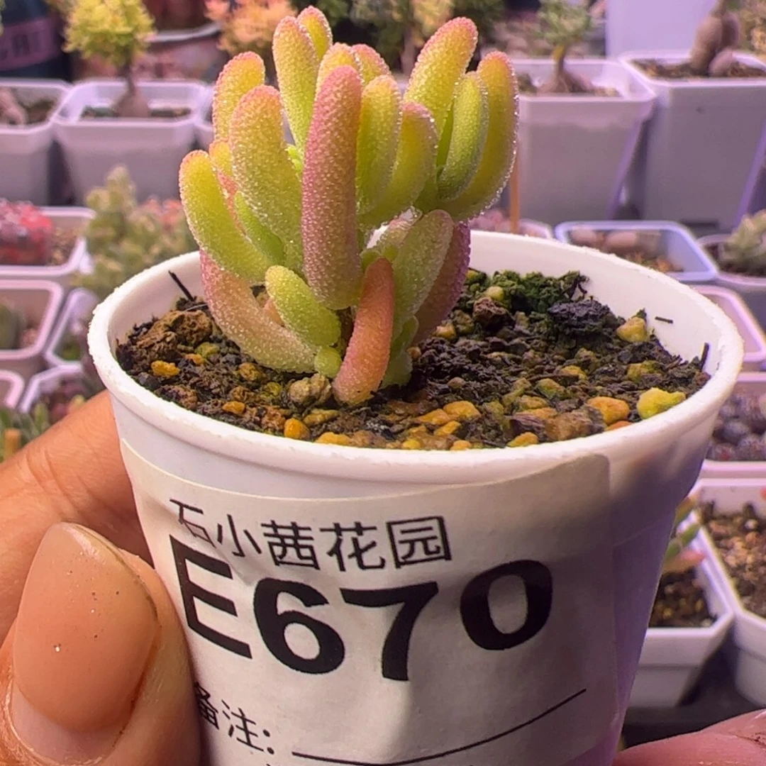 670-多肉植物枝干钻石黄锦