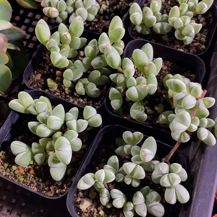 碧玉连带盆土发货
