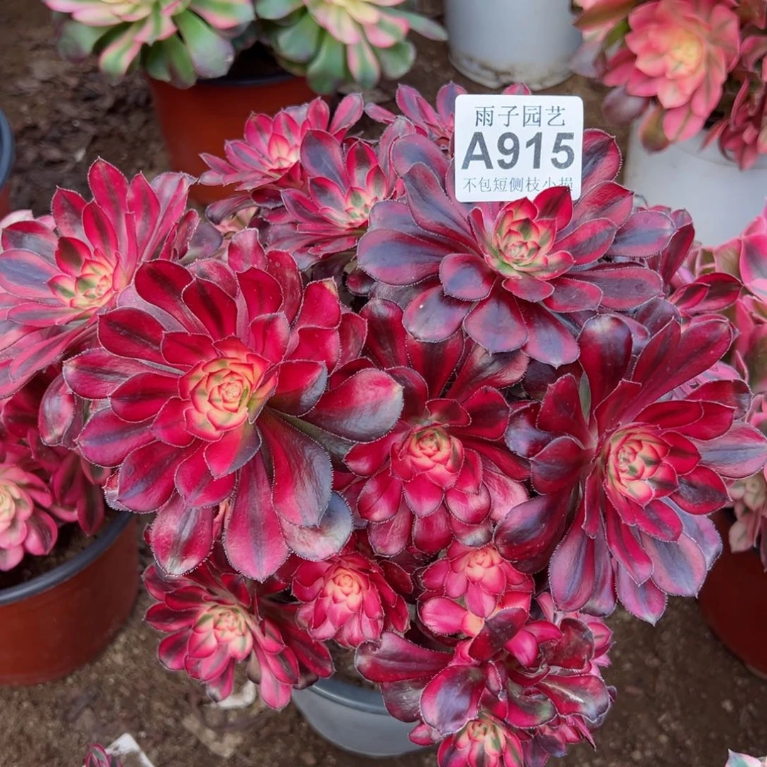 915香奈尔尺寸20左右