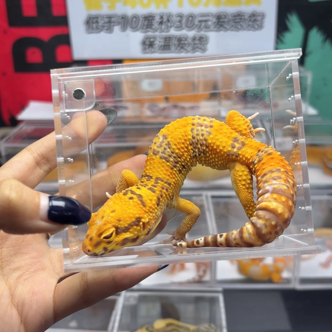 豹纹守宫贝尔弟弟 4.20 R098