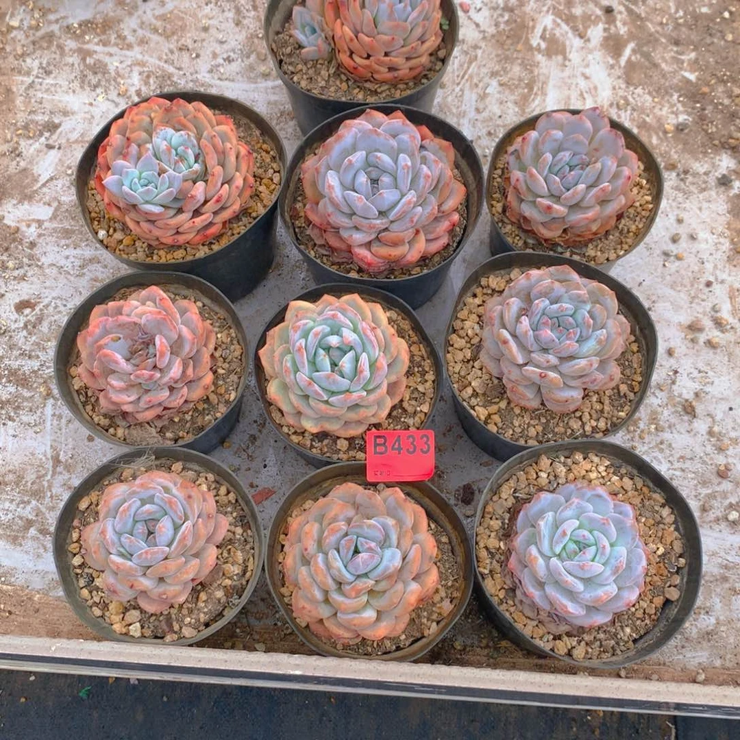 军***球433橙子多肉植物与