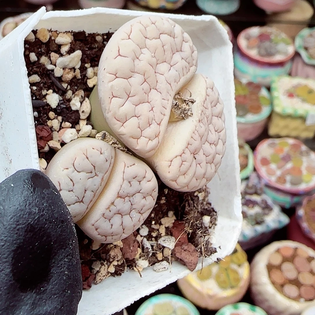 生石花满18包邮1218-96