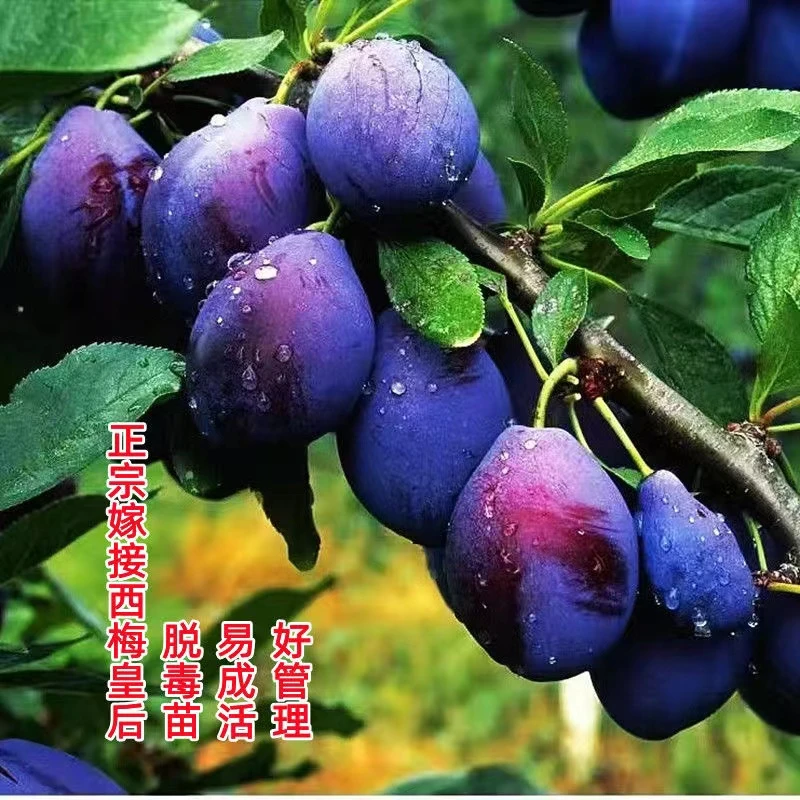 新款特大带土西梅树苗耐寒嫁接蓝蜜西梅树苗盆栽地栽果树葡萄树苗
