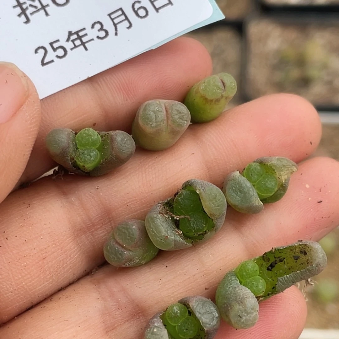 6-31磁铁多肉植物