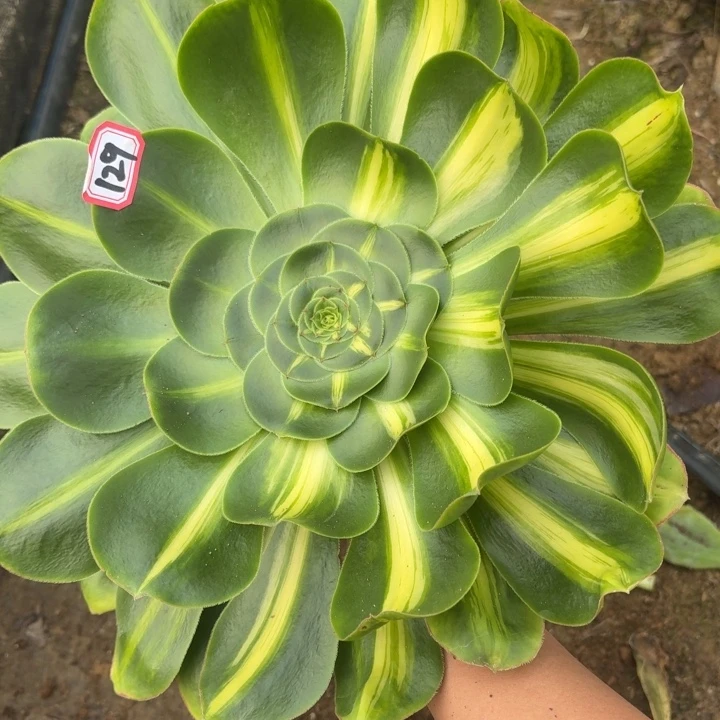 暴君花脸单头129