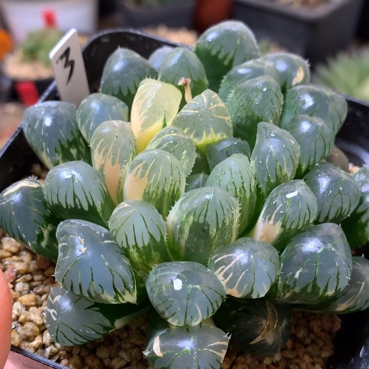 实生玉露锦带盆土发货