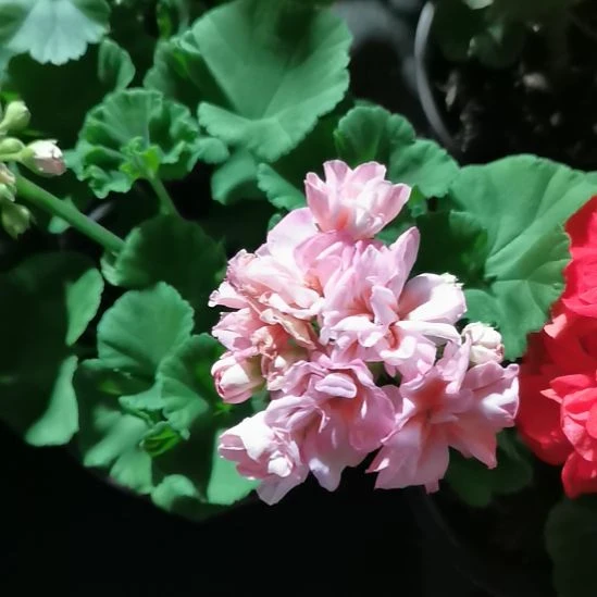 当前无花栽培后可以开花高地浮雕