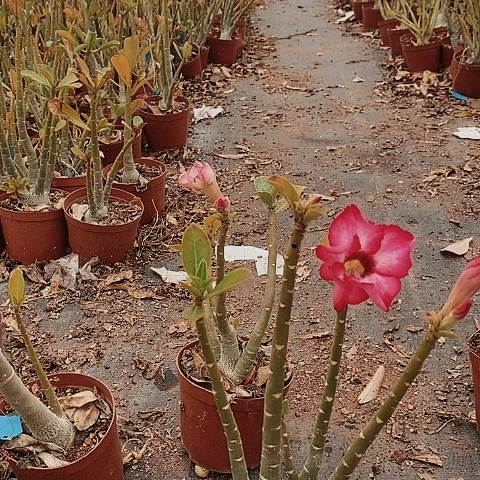 【闪购商品】喜*绿植