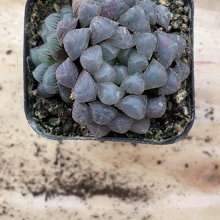 兔***1专属闪购昆明直达