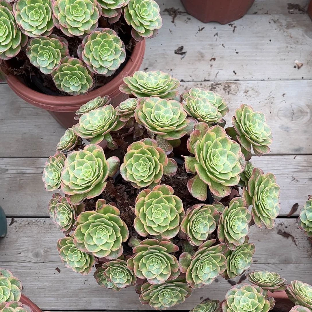 火狐小朵朵漂亮漂亮