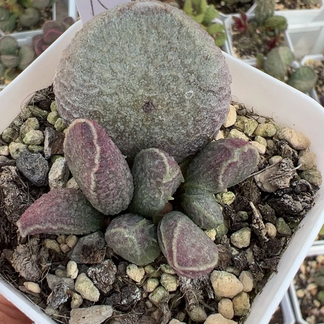 哈莫猪肝大苗多肉植物水泡