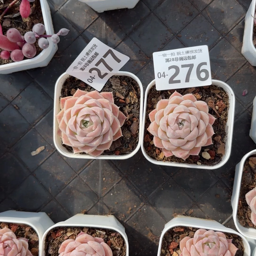 ?****女紫月影两棵多肉多多