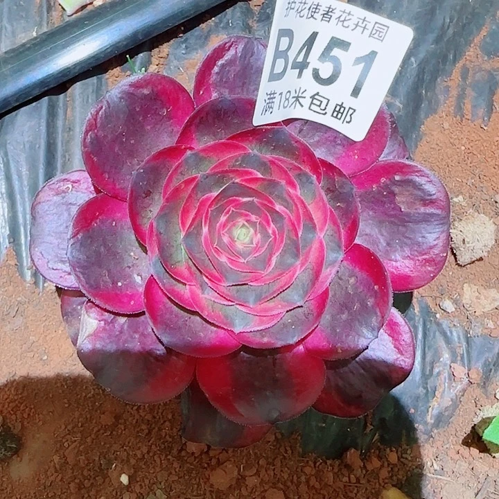 多肉法师淘宝福利