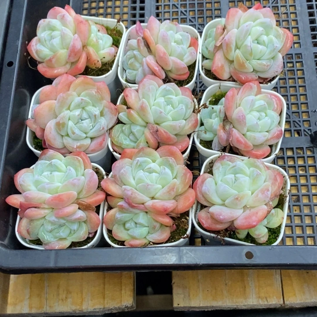 精品多肉一物一拍不包整141