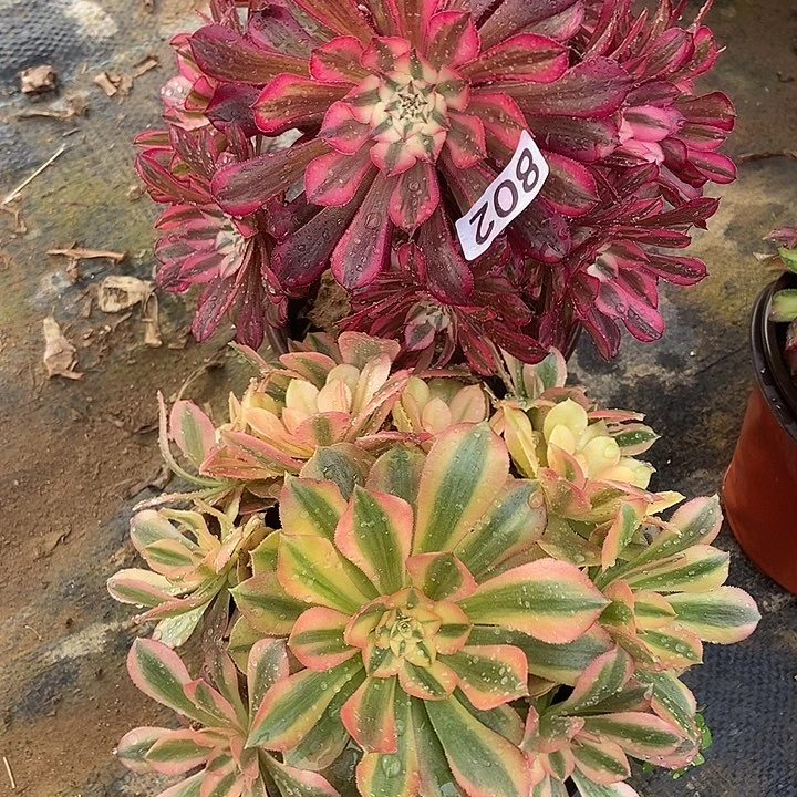 红同白红袖802多肉不包断