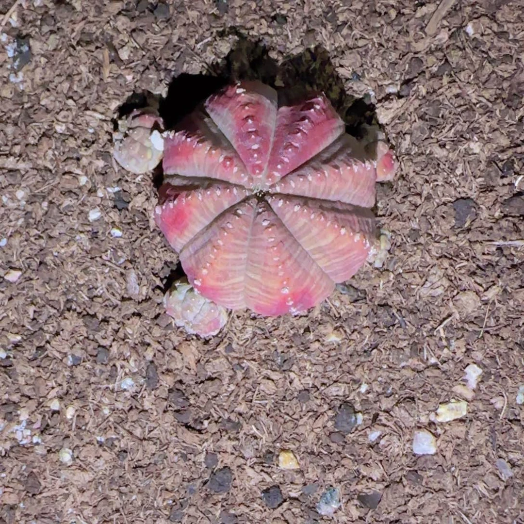 净*块根植物块根植物