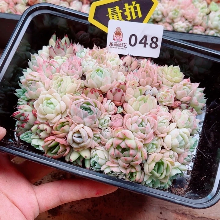 多肉植物多肉植物