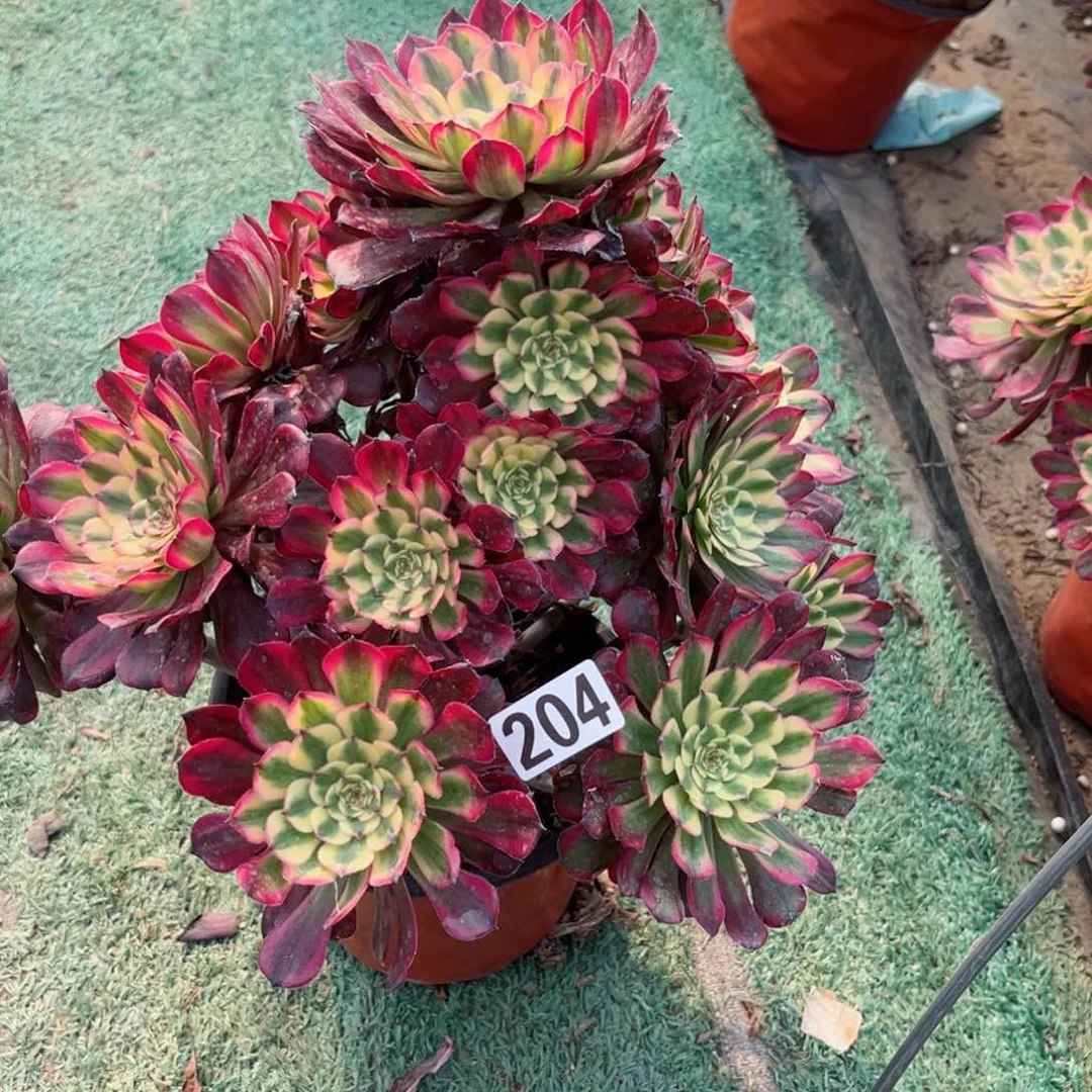 u****0204月蝉法师多肉