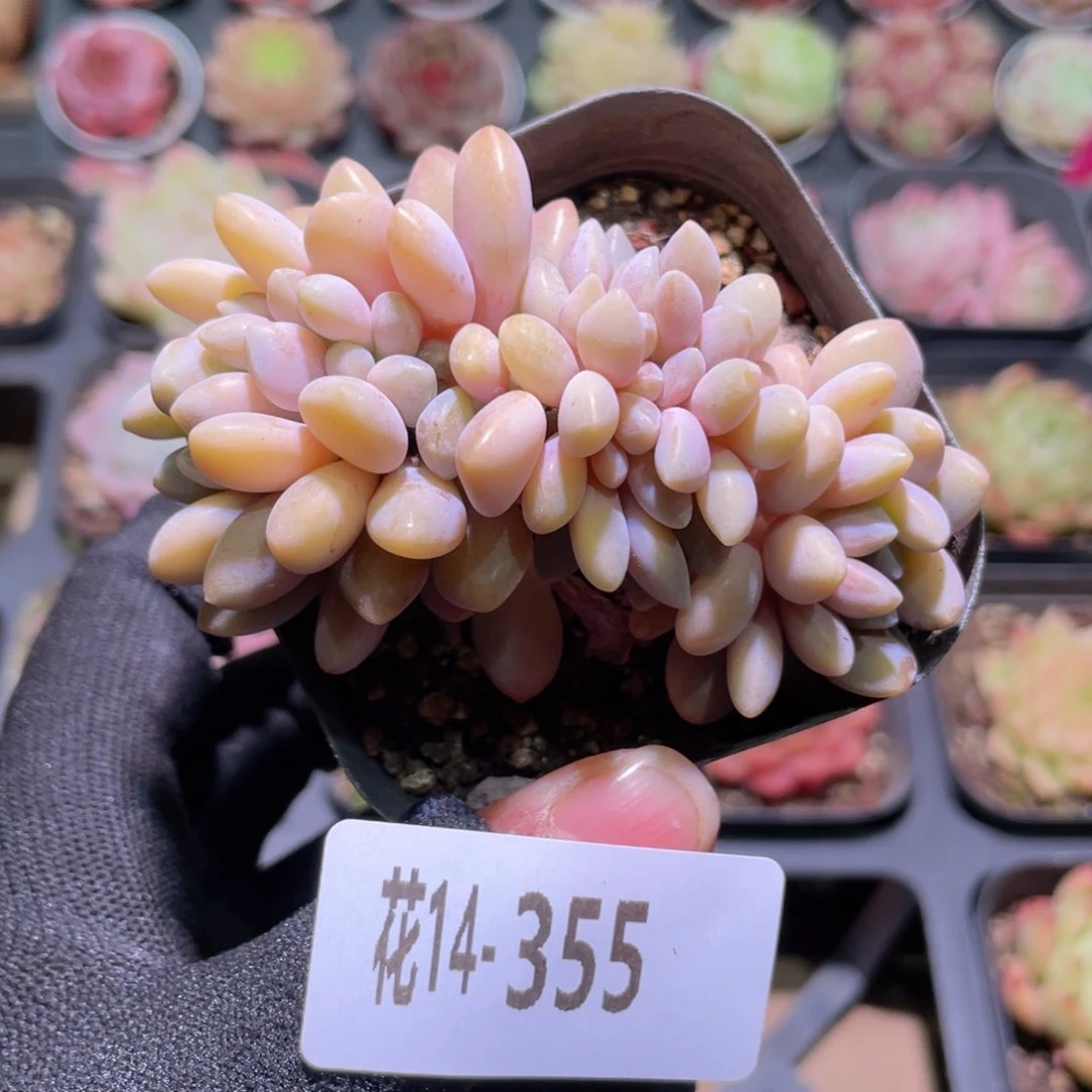 花利美14-355醉美人缀化