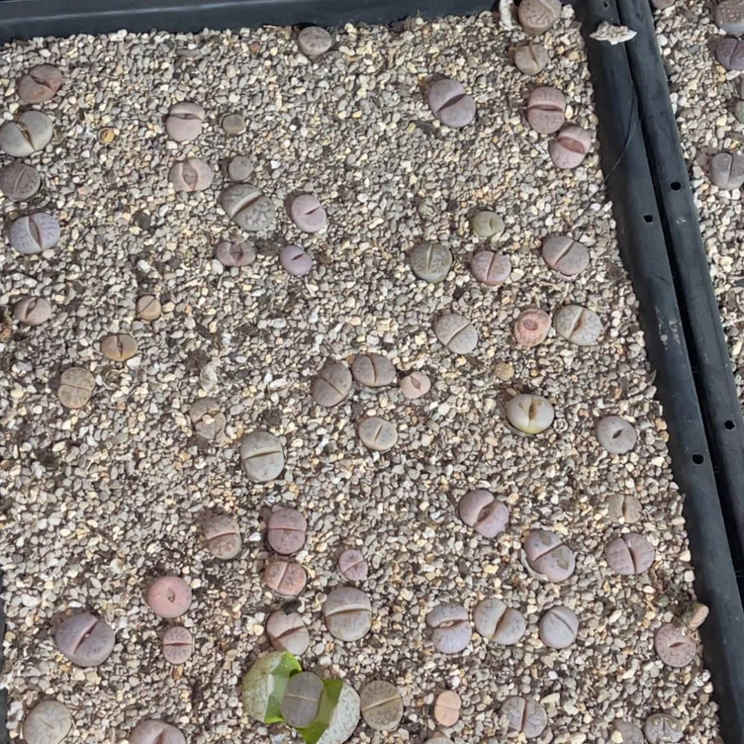 义***币5026福利筐1不售后