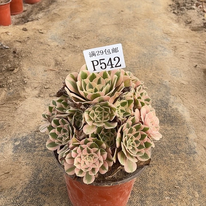 542粉女巫多肉植物